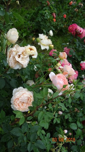  - Trandafiri iunie I