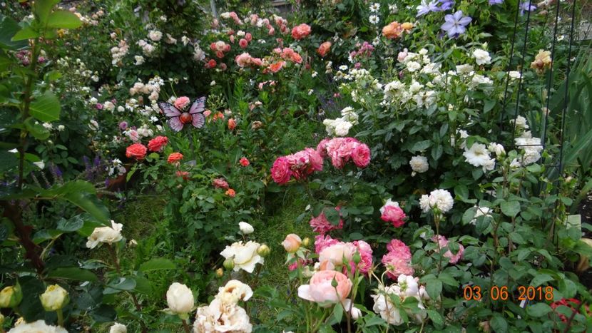  - Trandafiri iunie I