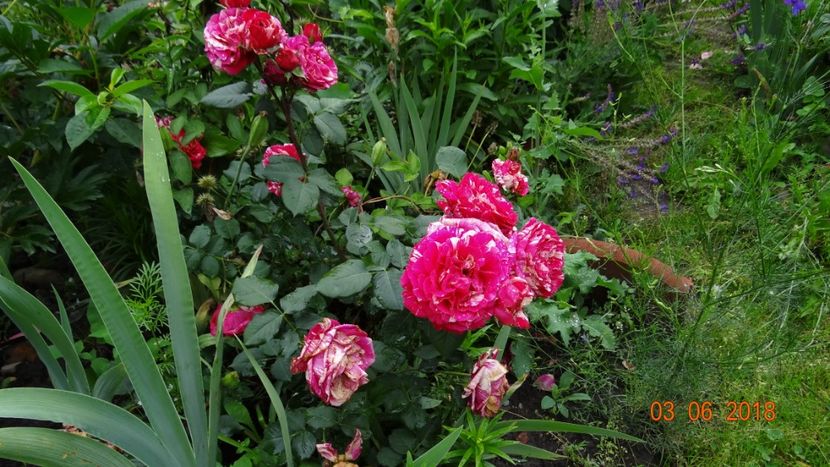 Belle despinouse - Trandafiri iunie I