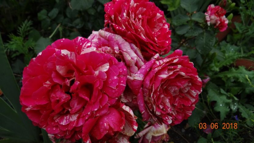  - Trandafiri iunie I