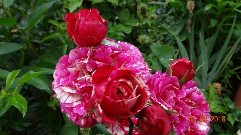  - Trandafiri iunie I