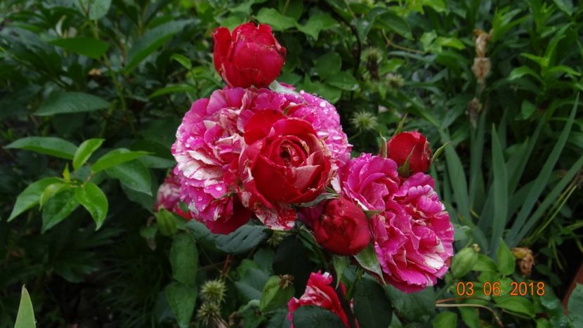  - Trandafiri iunie I