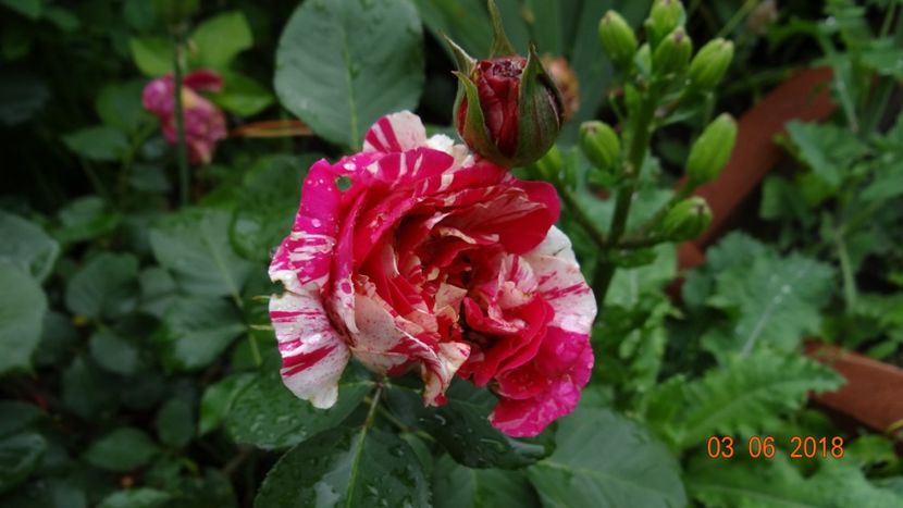  - Trandafiri iunie I