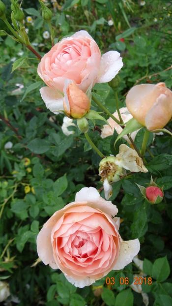  - Trandafiri iunie I