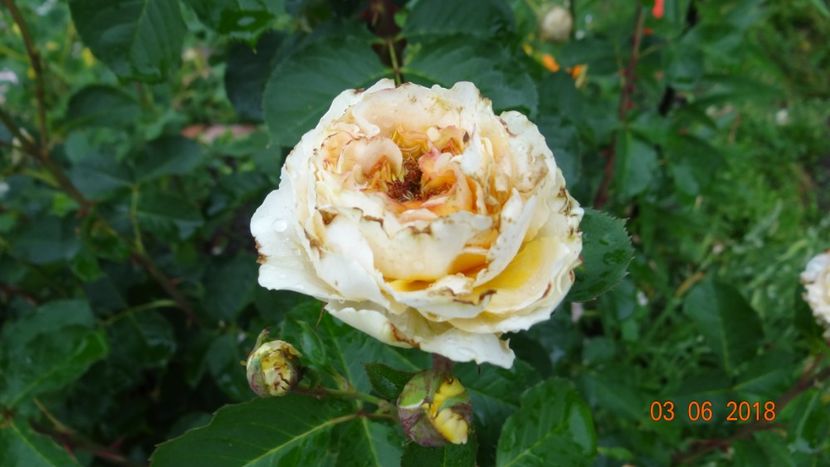 Odile Masquelier :( - Trandafiri iunie I