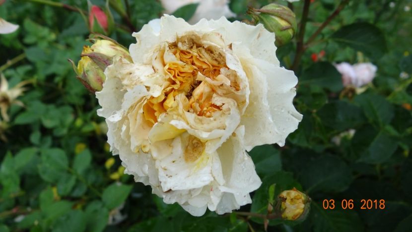  - Trandafiri iunie I