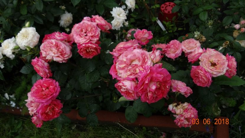  - Trandafiri iunie I