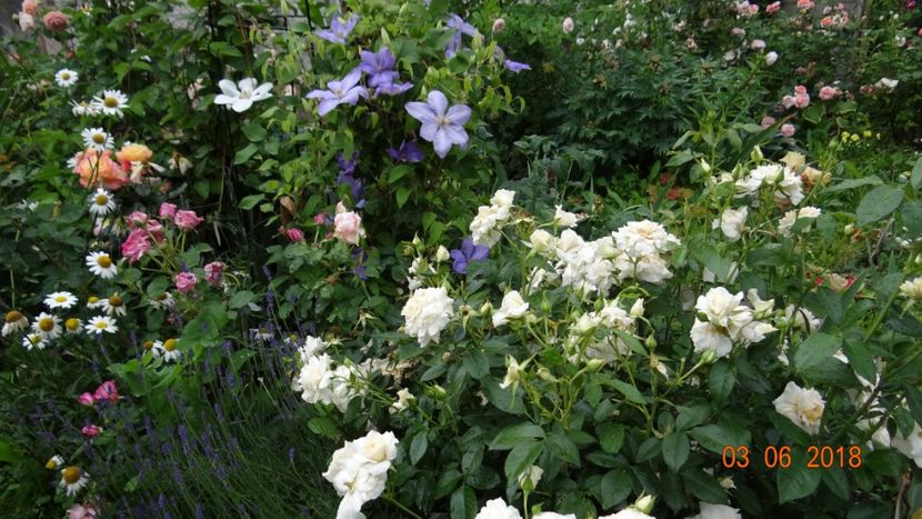  - Trandafiri iunie I