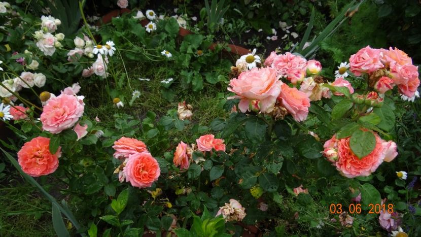  - Trandafiri iunie I