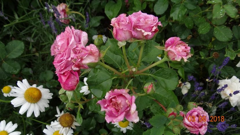 Agnes S - Trandafiri iunie I