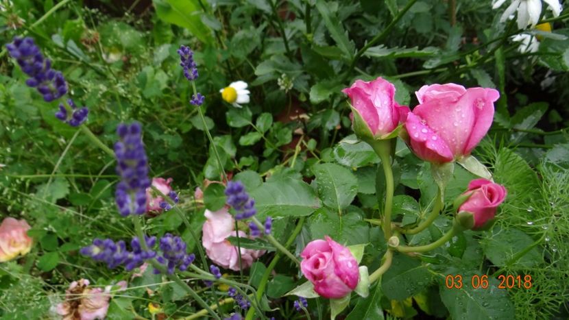  - Trandafiri iunie I