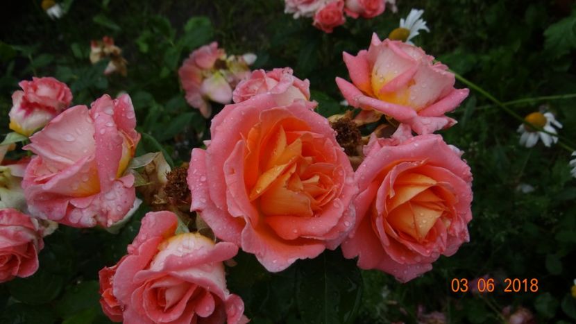  - Trandafiri iunie I