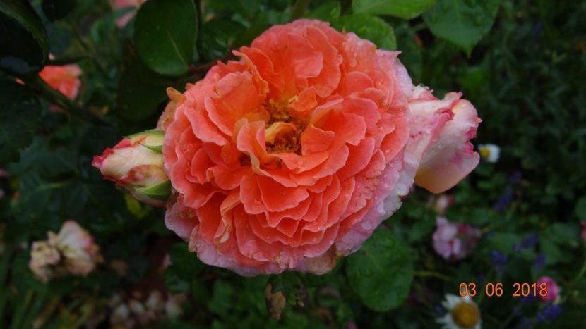  - Trandafiri iunie I