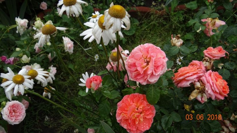  - Trandafiri iunie I