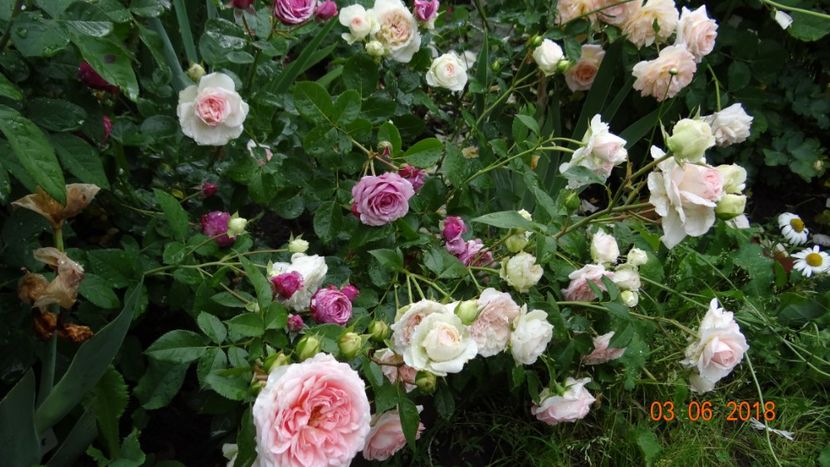  - Trandafiri iunie I