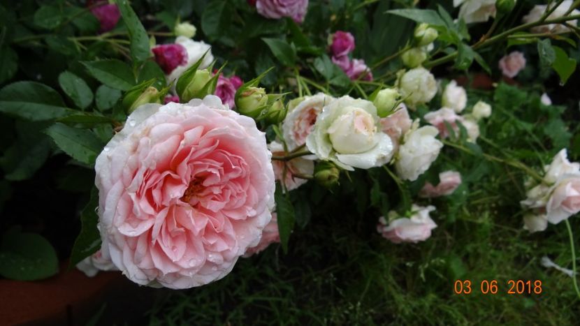 Herzogin C - Trandafiri iunie I