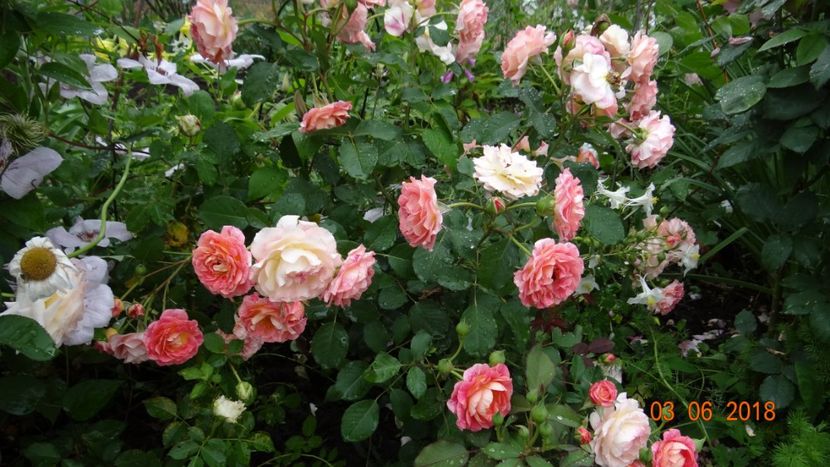 Michelle Bedrossian - Trandafiri iunie I