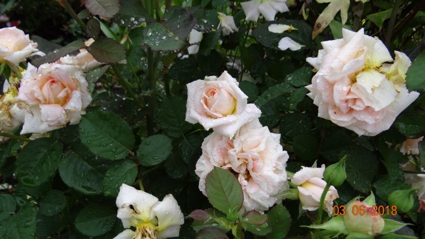  - Trandafiri iunie I