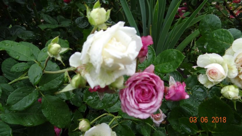  - Trandafiri iunie I