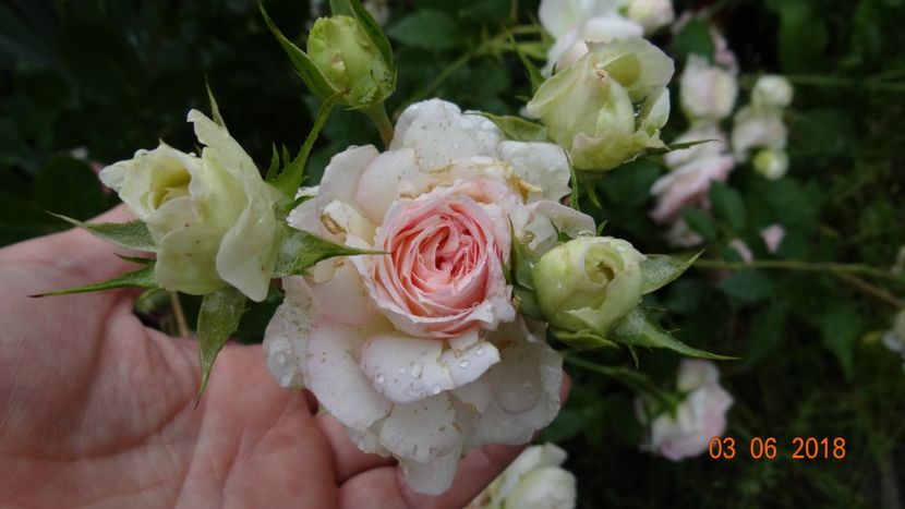  - Trandafiri iunie I