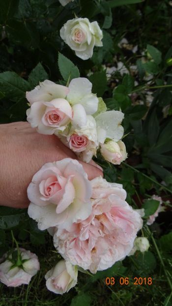  - Trandafiri iunie I