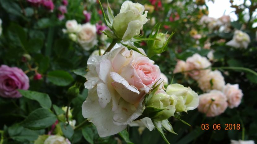  - Trandafiri iunie I