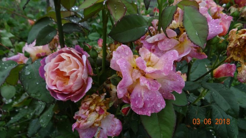 Diablesse - Trandafiri iunie I