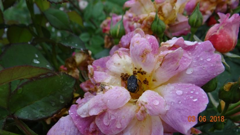 :( - Trandafiri iunie I