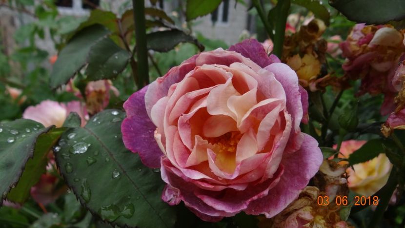  - Trandafiri iunie I