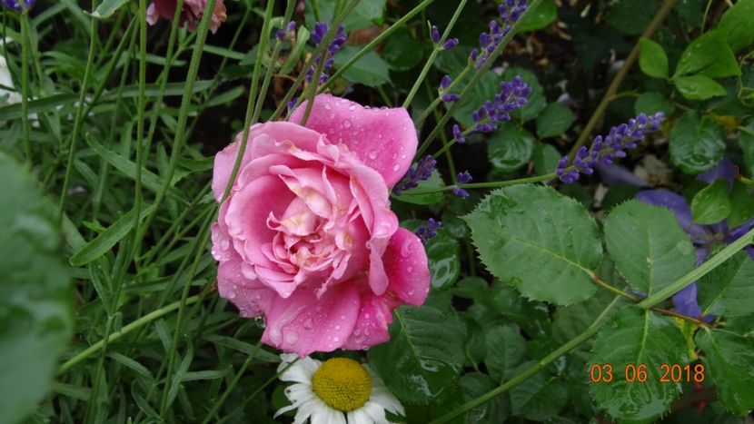  - Trandafiri iunie I