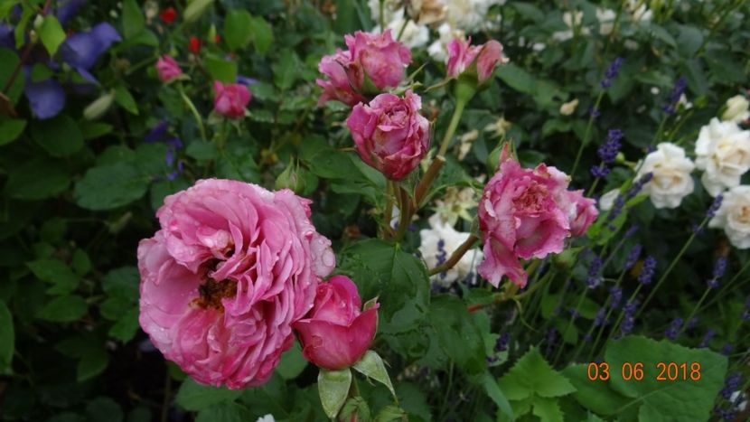  - Trandafiri iunie I