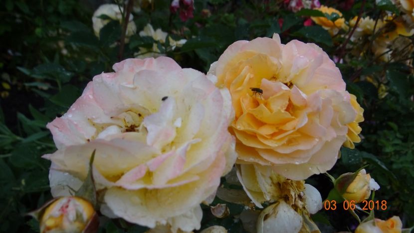  - Trandafiri iunie I