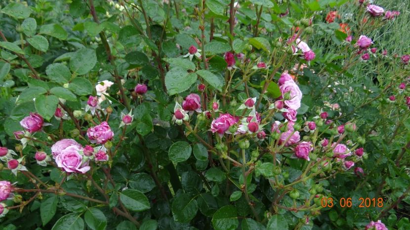 Durance Ancian - Trandafiri iunie I