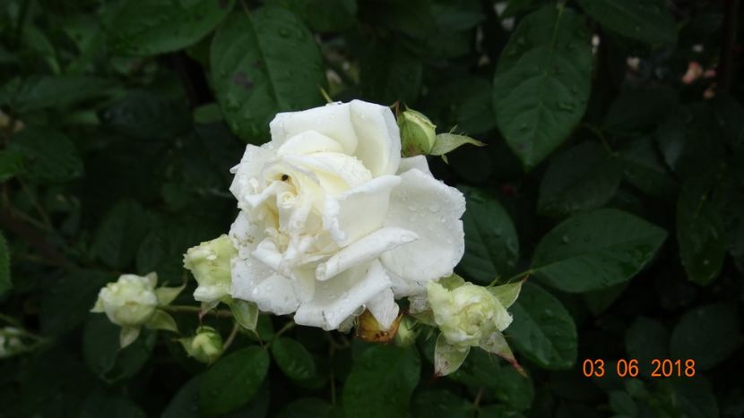 Manuel C - Trandafiri iunie I