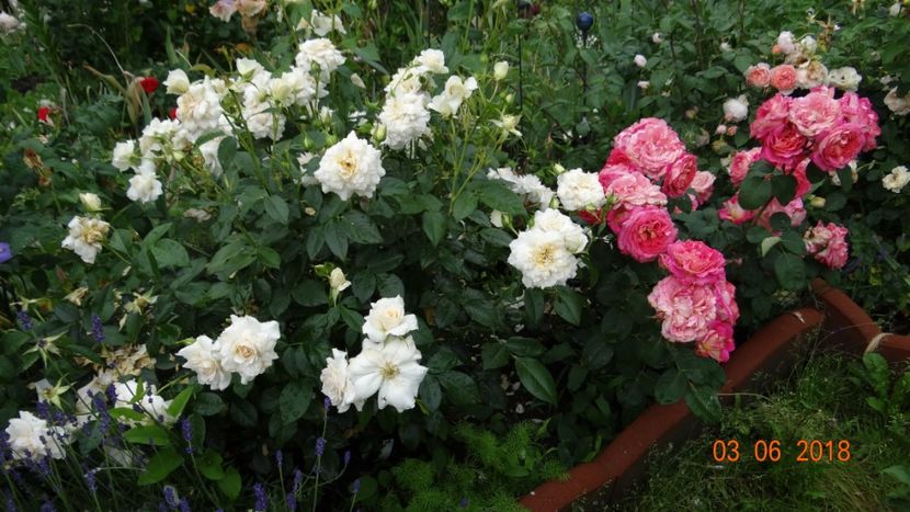 Nadine si Chateau V - Trandafiri iunie I