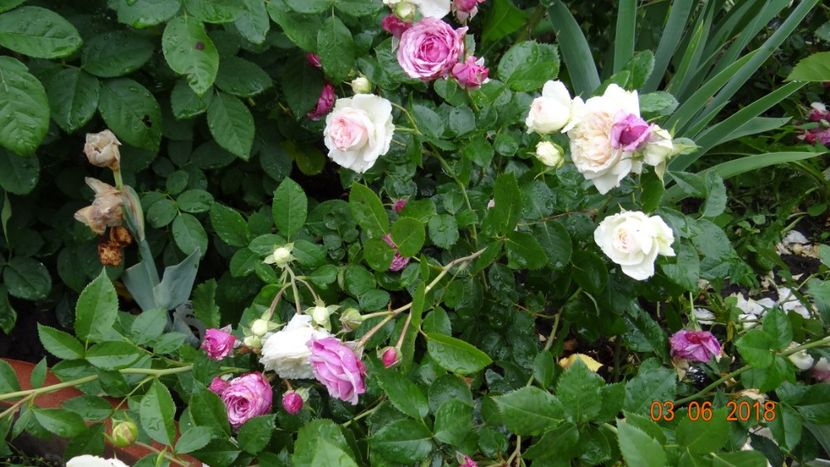  - Trandafiri iunie I