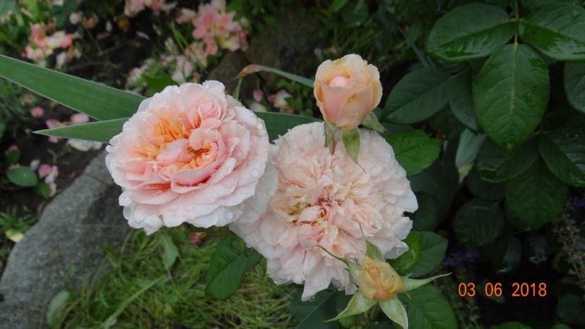 Versigny - Trandafiri iunie I