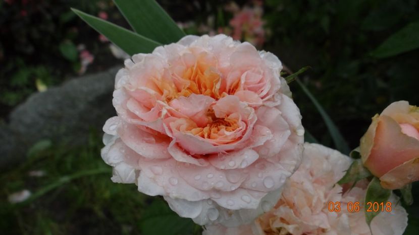  - Trandafiri iunie I