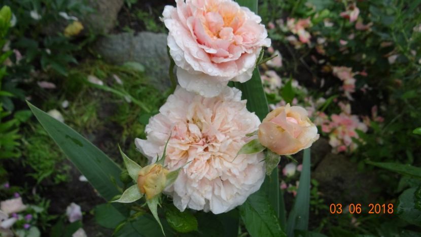  - Trandafiri iunie I