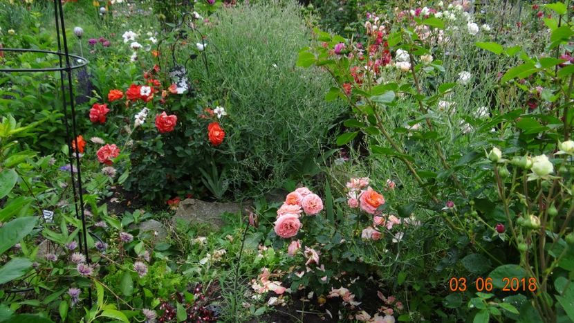  - Trandafiri iunie I