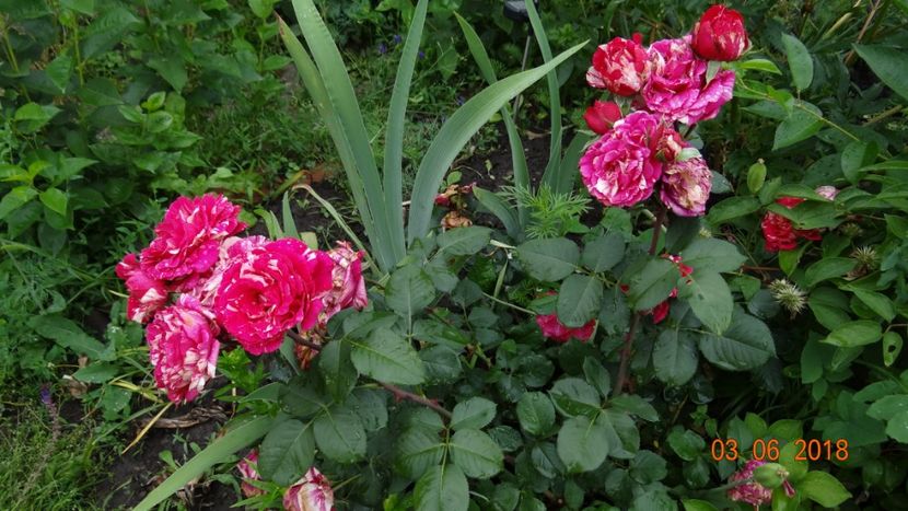  - Trandafiri iunie I