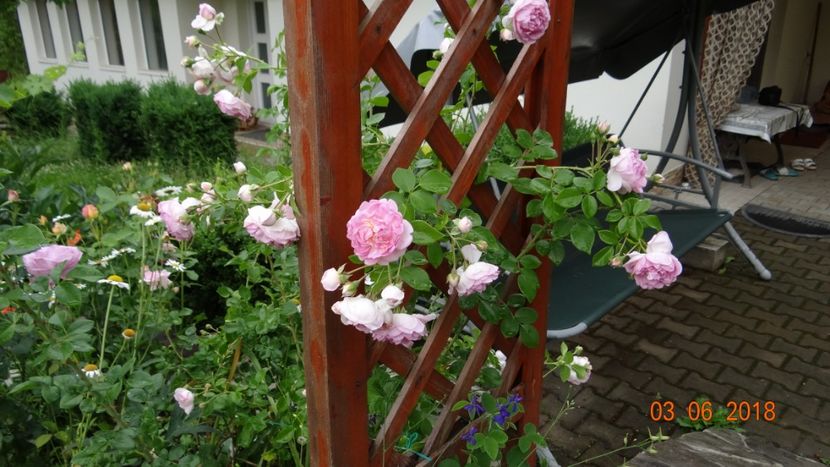  - Trandafiri iunie I