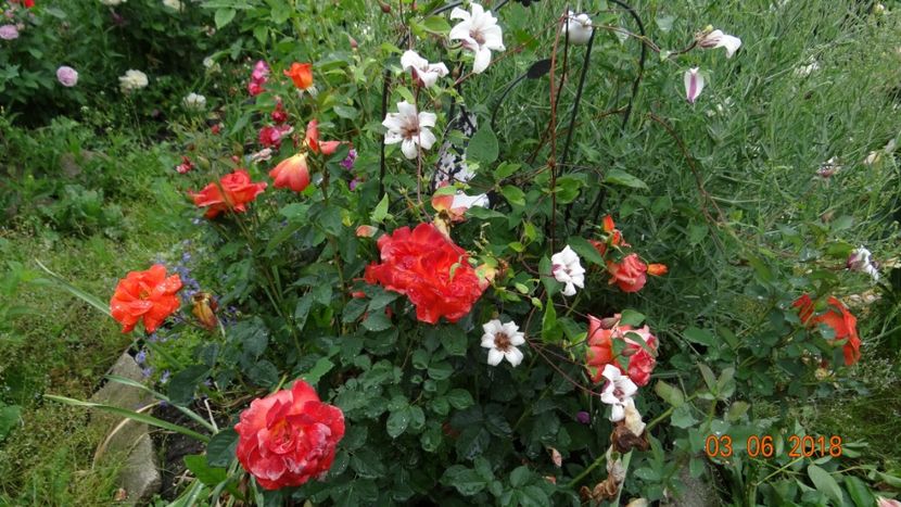  - Trandafiri iunie I