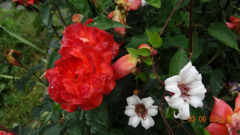 - Trandafiri iunie I