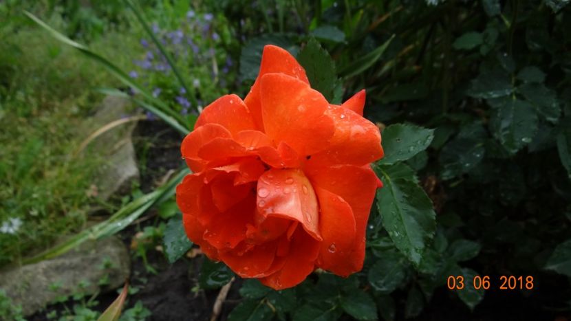  - Trandafiri iunie I