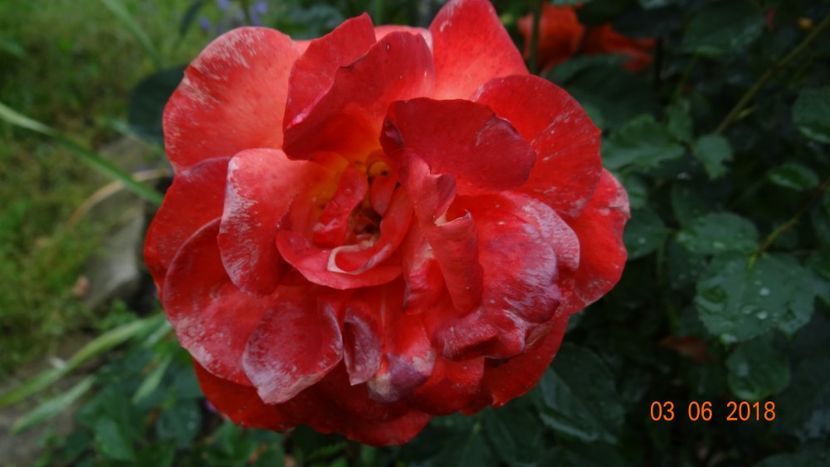  - Trandafiri iunie I