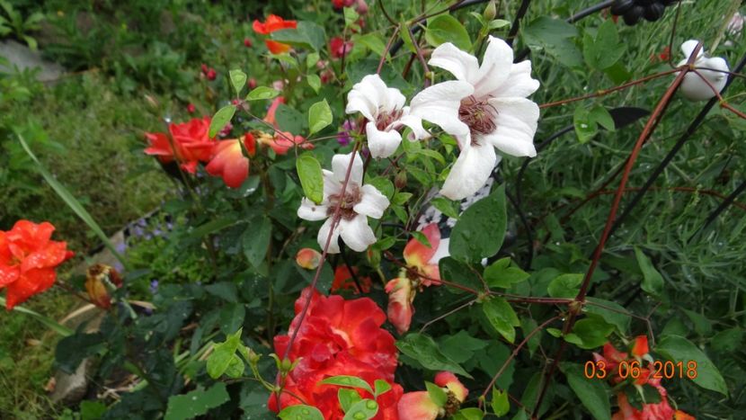  - Trandafiri iunie I