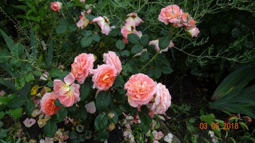 Mamie Dithiere - Trandafiri iunie I