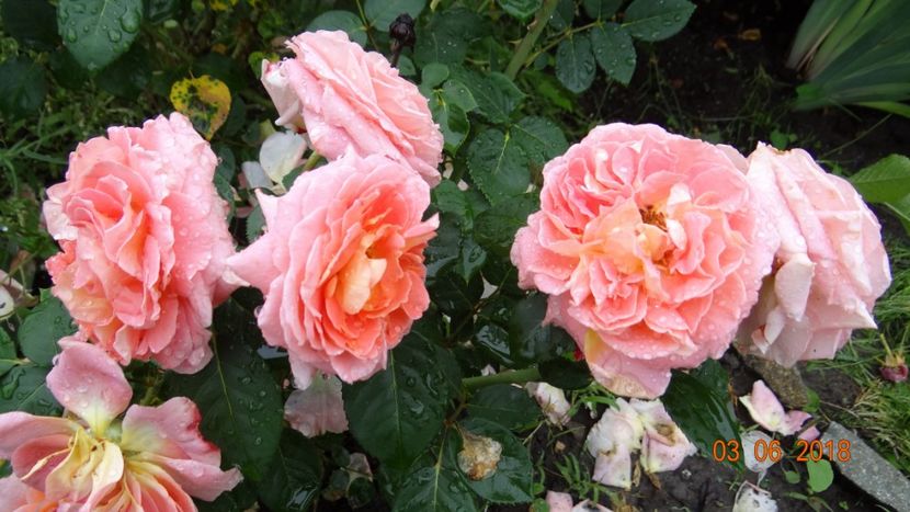  - Trandafiri iunie I