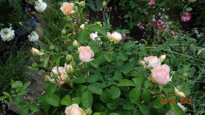 Stephanie - Trandafiri iunie I